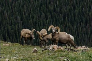 Big Horn Sheep photographed by biologist John Doe in the Madison Range of Montana, 2018