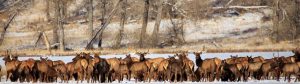 mt-chapter-the-wildlife-society-elk-herd1-