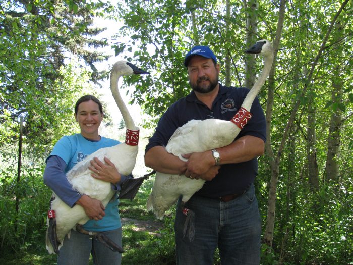 CSKT Wildlife Biologist Janene Lichtenbrg and CSKT Wildlife Program Manager Dale Becker preparing to release Trumpeter Swans