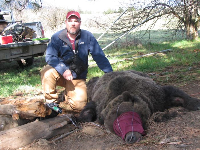 CSKT Wildlife Biologist Stacy Courville and a grizzly bear