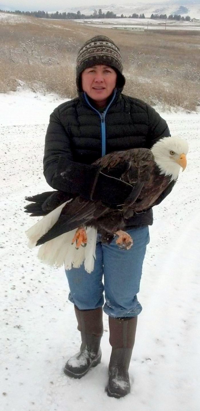 CSKT Wildlife Biologist Stephanie Gillin with and injured Bald Eagle Bald Eagle