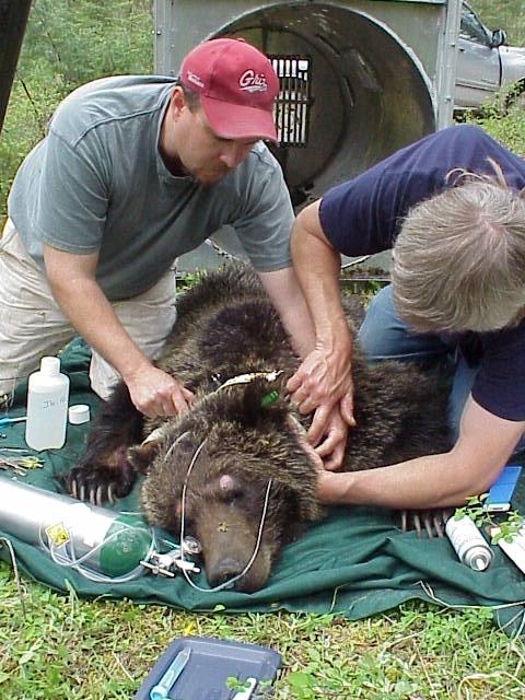 CSKT Wildlife Biologists Stacy Courville and Art Soukkala working a Grizzly Bear