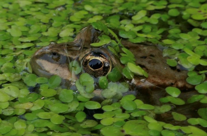 Spotted Frog in Duckweed