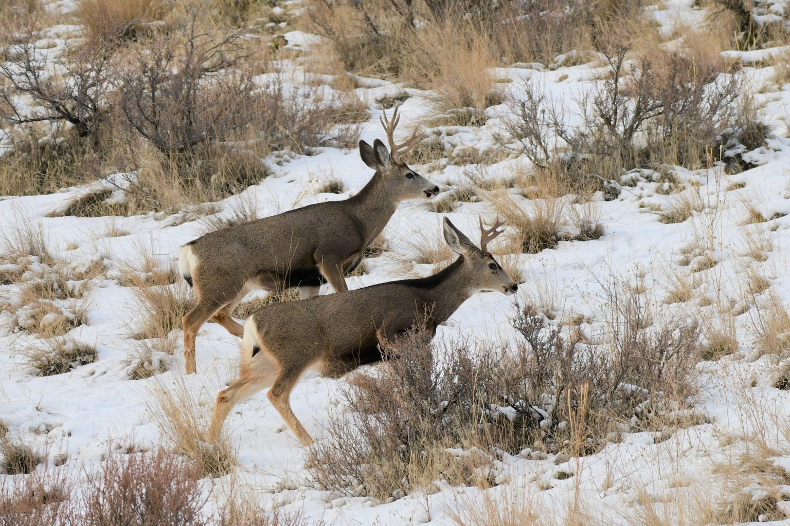 mule deer HD 270 2018 Rye Creek 15 (002) – Montana Chapter of The ...